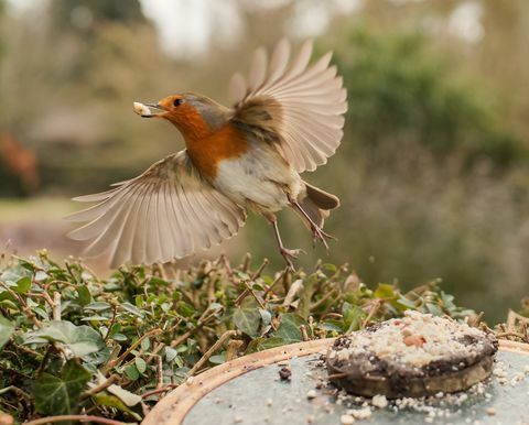 vogelfotografie tuin dieren in het wild