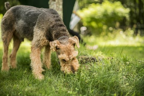 De Airedaile Terrier-hond eet het gras in de achtertuin