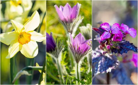 lente bloemen