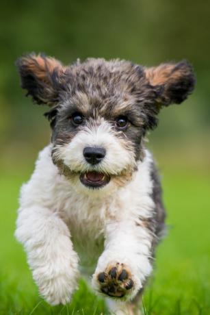 Een Cavachon-puppy die naar de camera lopen