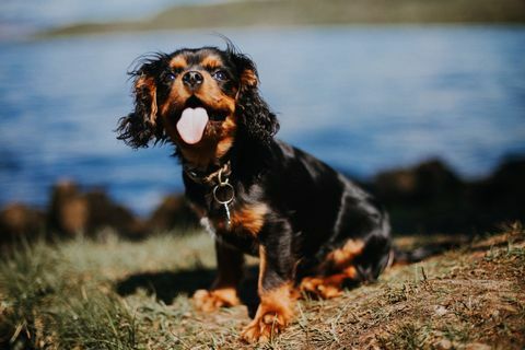 Arrogant Koning Charles Spaniel-puppy door meer