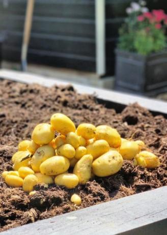 hoe aardappelen te kweken