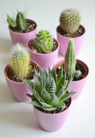 Kleine cactus in bloei, close-up