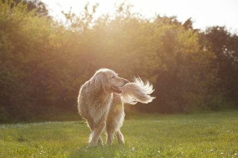 golden retriever in park bij zonsondergang