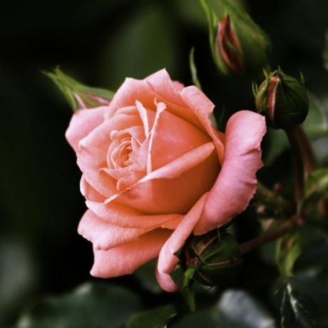 close-up van bloeiende rozenbloem