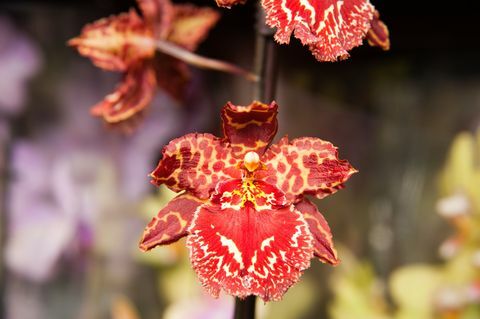 Phalaenopsis-orchidee