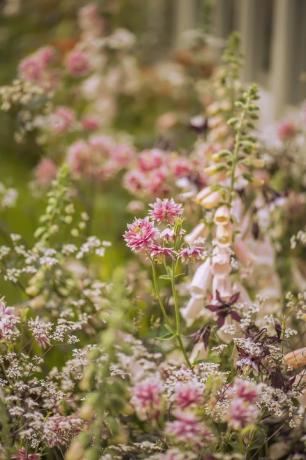 vingerhoedskruid bloemen chelsea bloemenshow