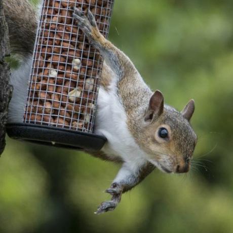 Gray Squirrel betrapt op het stelen van vogelnoten