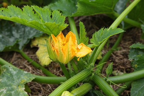 Nieuwe biologische pompoen- en komkommerplanten