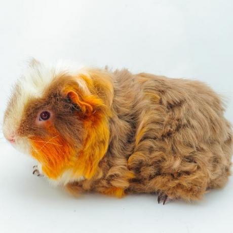 een cavia merino op witte achtergrond