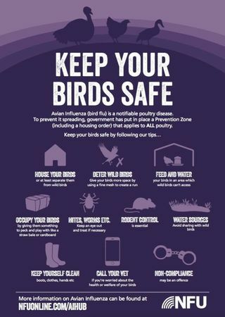 Hoe gevogelte dit jaar tegen vogelgriep te beschermen