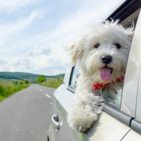 Hond, Zoogdier, Canidae, Hondenras, Maltees, West Highland White Terrier, Carnivoor, Terriër, Gezelschapshond, Havanezer, 