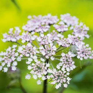 witte bloem