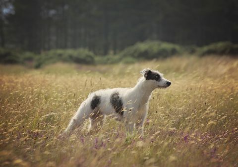 lurcher puppy in lang gras