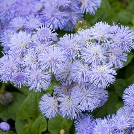 close-up van een bed van ageratum blauwe bloemen