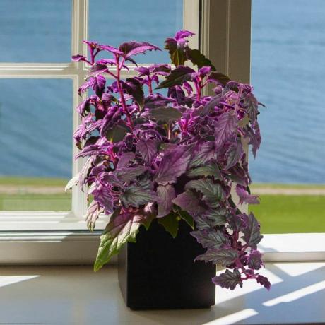 Purple Passion Plant, kweekpot van 10 cm