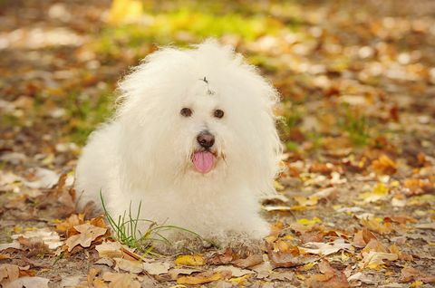 Bichon bolognese hond ontspant in park