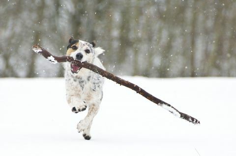 Jack Russell die met een stok in de sneeuw loopt