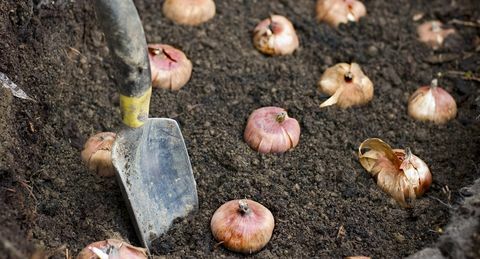 bloembollen planten