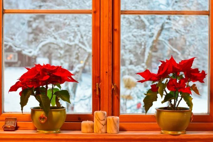 Noorse kersttradities twee poinsettia en kandelaars in het keukenraam met uitzicht op de tuin en bomen met sneeuw