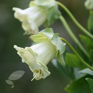 Kop & schotel wijnstok Cobaea scandens