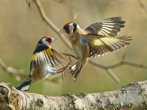 vogelfotografie tuin dieren in het wild