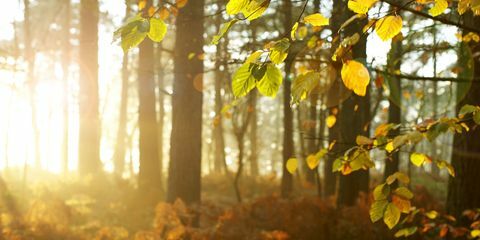 Herfstbladeren en bomen