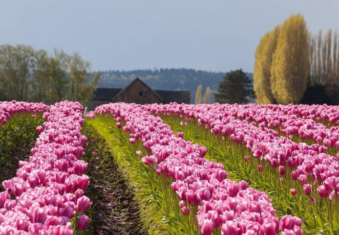 lente tulpenfestivals