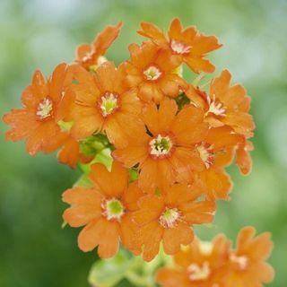 oranje bloem