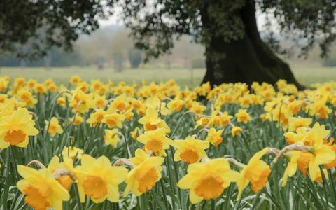 Sluit omhoog van gele narcissen groeiend in de tuin bij Wimpole-Landgoed, Cambridgeshire. © National Trust Images Justin Minns