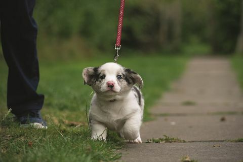 puppy hond uitlaten