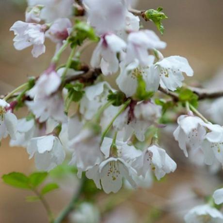 lentebloemen – kersenbloesem