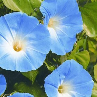 Morning glory 'Hemels Blauw'