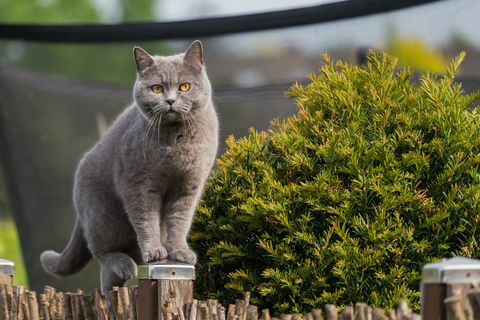 mooie Britse korthaar kat staande op een paal van het tuinhek