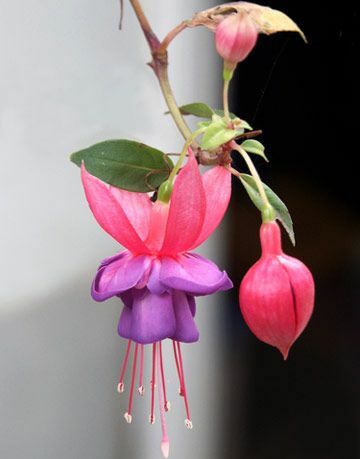 roze en paarse fuchsia's