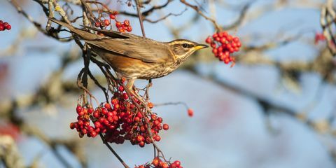 Redwing op tak met bessen