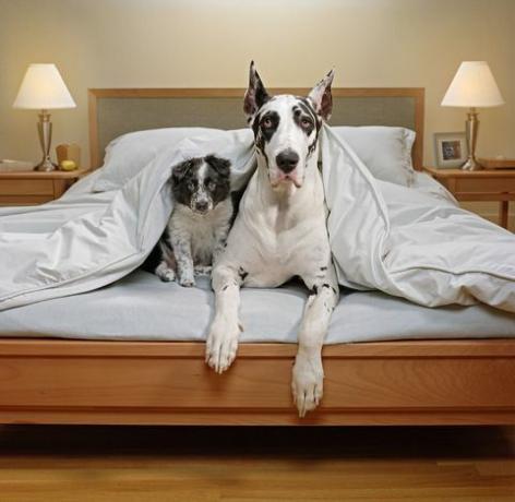 Great dane en border collie puppy zittend op een tweepersoonsbed onder de dekens.