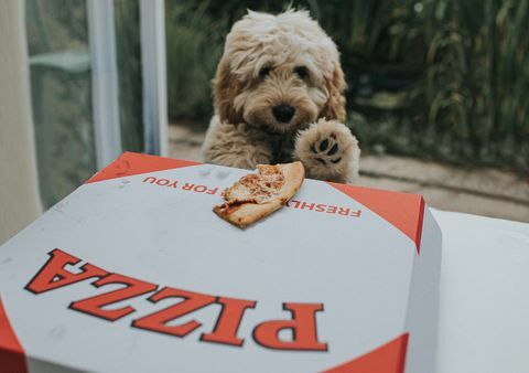 een hoopvolle zandkleurige cockapoo-puppy heeft een overgebleven stuk pizza gezien bovenop een afhaalpizzadoos hij ziet zijn kans en grijpt de kans om de pizza te pakken en weg te rennen