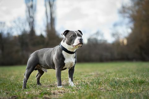 verticaal, van, staffordshire bull terrier, staand, op, akker, tsjechische republiek