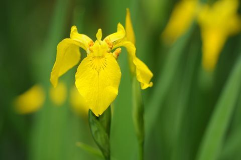 Gele Iris (Iris pseudacorus)