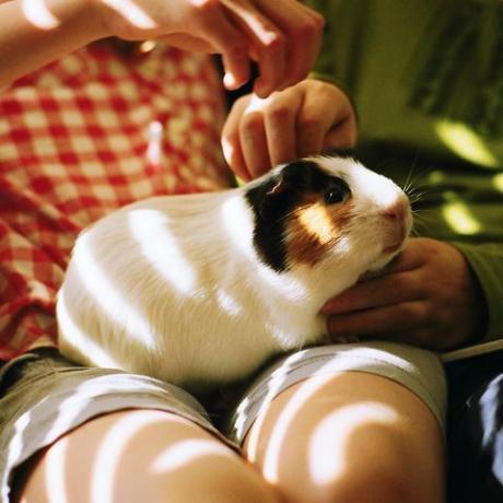 amerikaanse cavia