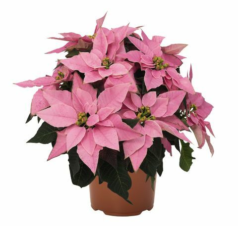 Wyevale Garden Centers lanceren exclusieve Poinsettia - Millennial pink