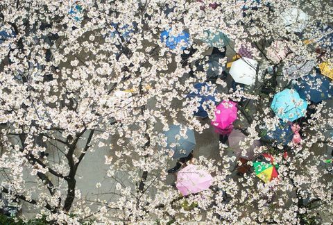 Kersenbloesems aan de Wuhan University in de centrale provincie Hubei in China.