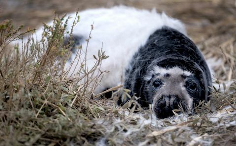 zeldzame zwarte zeehond gevangen in norfolk