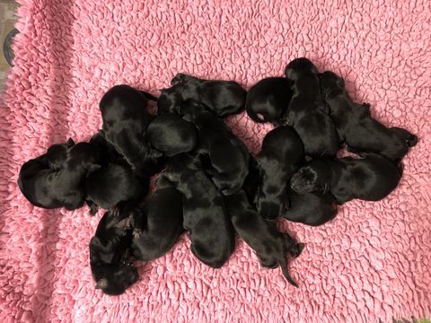 blindengeleidehonden registreren nest van 16 puppy's