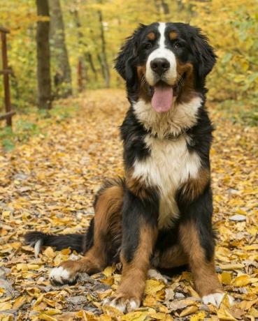 Berner Sennenhond, Herfstbos, Transsylvanië, Roemenië