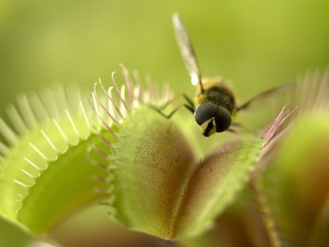 close-up van vlieg die op venus flytrap staat