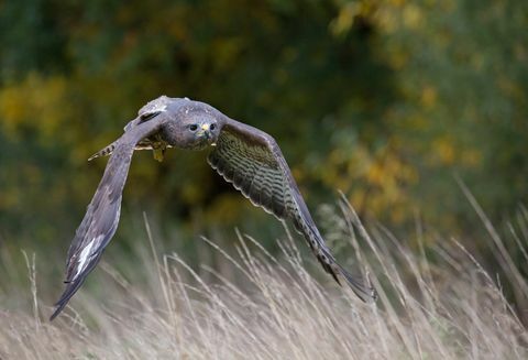 Gemeenschappelijke buizerd (buteobuteo) tijdens de vlucht, het UK