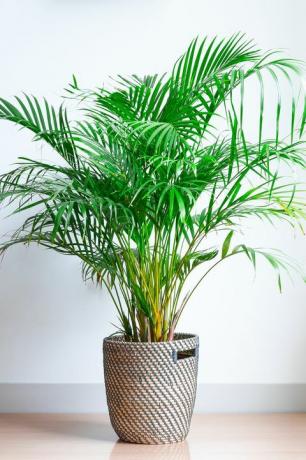 populaire kamerplanten areca palm, chrysalidocarpus lutescens, in een rieten mand, geïsoleerd voor een witte muur op een houten vloer