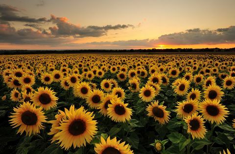 Veld met zonnebloemen